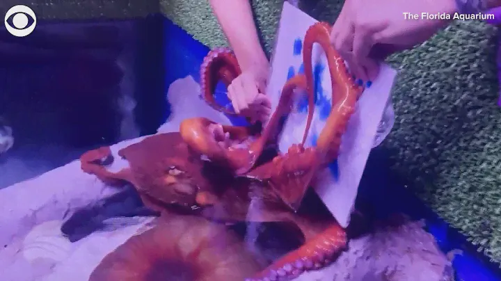 WEB EXTRA: Octopus Uses Tentacles To Paint