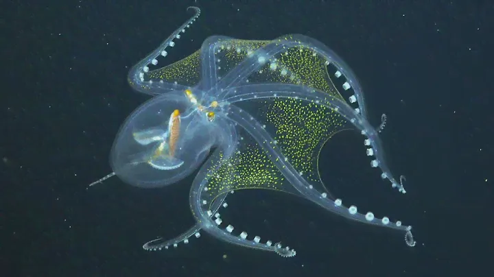 Glass Octopus Captured in Rare Footage By Underwater Robot