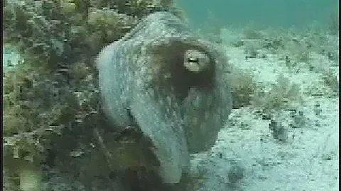 octopus wow rth