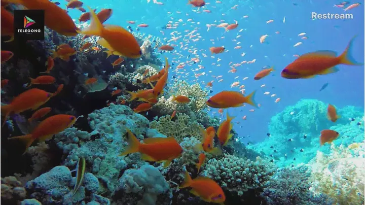 Wildlife Under Water- Octopus 🐙 Sharks