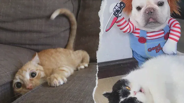 Best Pet Halloween Costumes 2024 | Ultimate Compilation🎃 🐾
