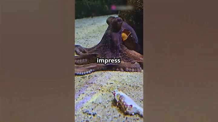 Do you know Octopus has.............