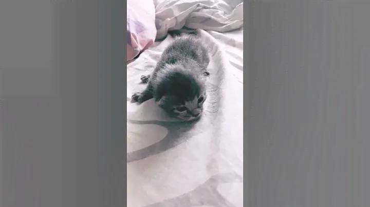 Кошачий алфавит