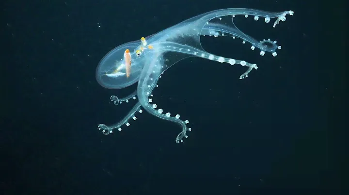 Glass Octopus