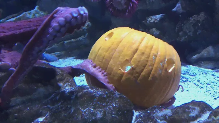 Pumpkin Enrichment for the Octopus