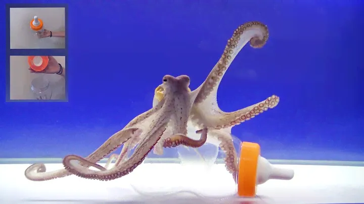 Octopus Intelligence Experiment Takes an Unexpected Turn