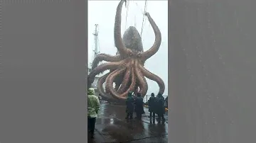 the Giant in the sea and the king of the sea