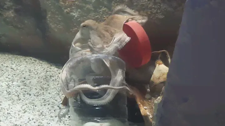 octopus and lunch