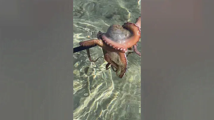 Spearfishing Adventure: Octopus Catch in Thassos, Glikadi Beach