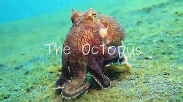 Masters Of Camouflage: The Octopus